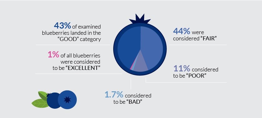 blueberry quality infographics